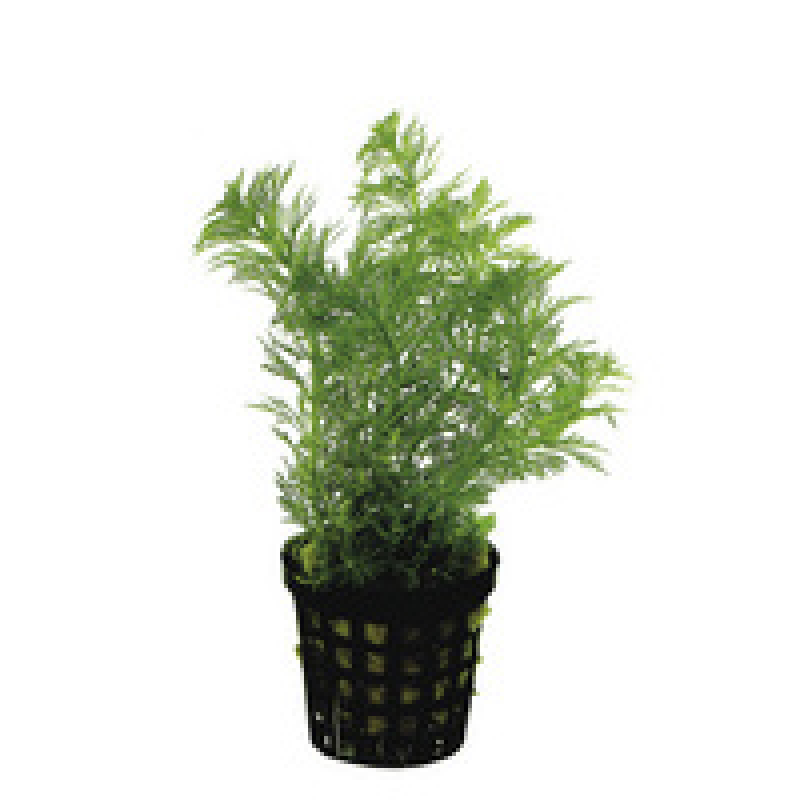 6x Limnophila Heterophylla